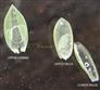  Parts of spikelet